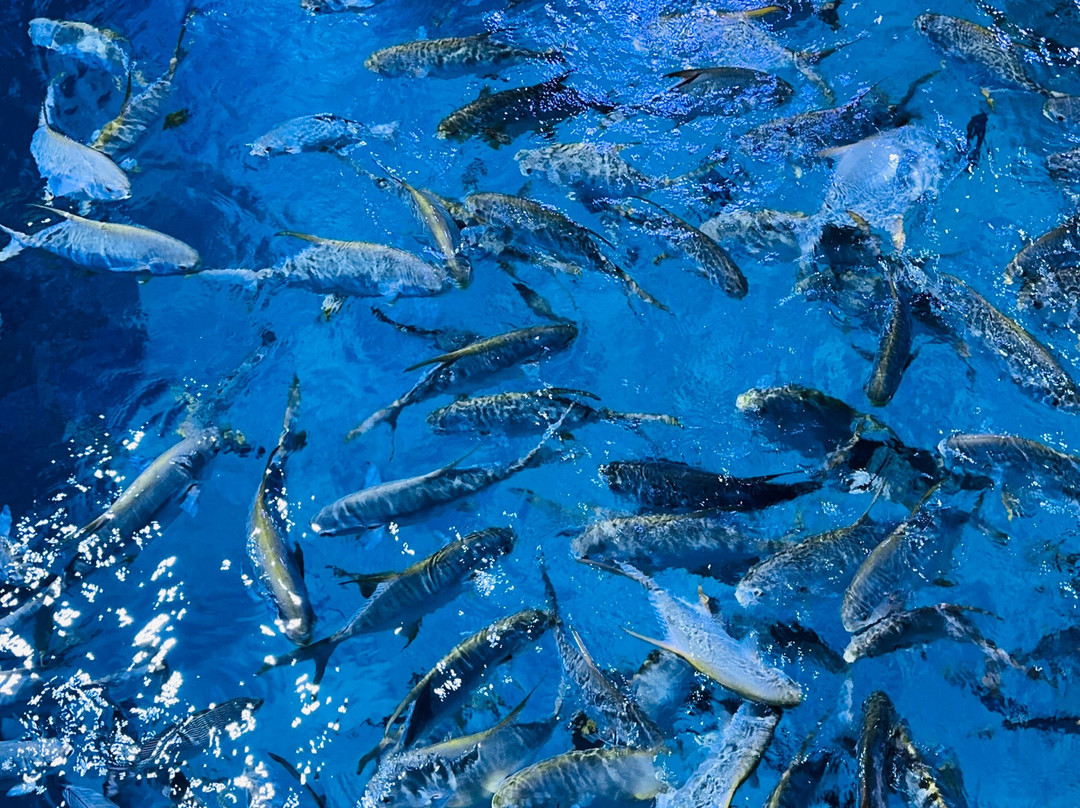 The National Aquarium Abu Dhabi-阿布扎比必去景点