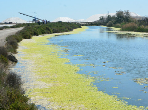 Salin d'Aigues-Mortes-艾格莫尔特必去景点