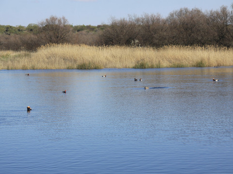 Parque Nacional de las Tablas de Daimiel-Daimiel必去景点