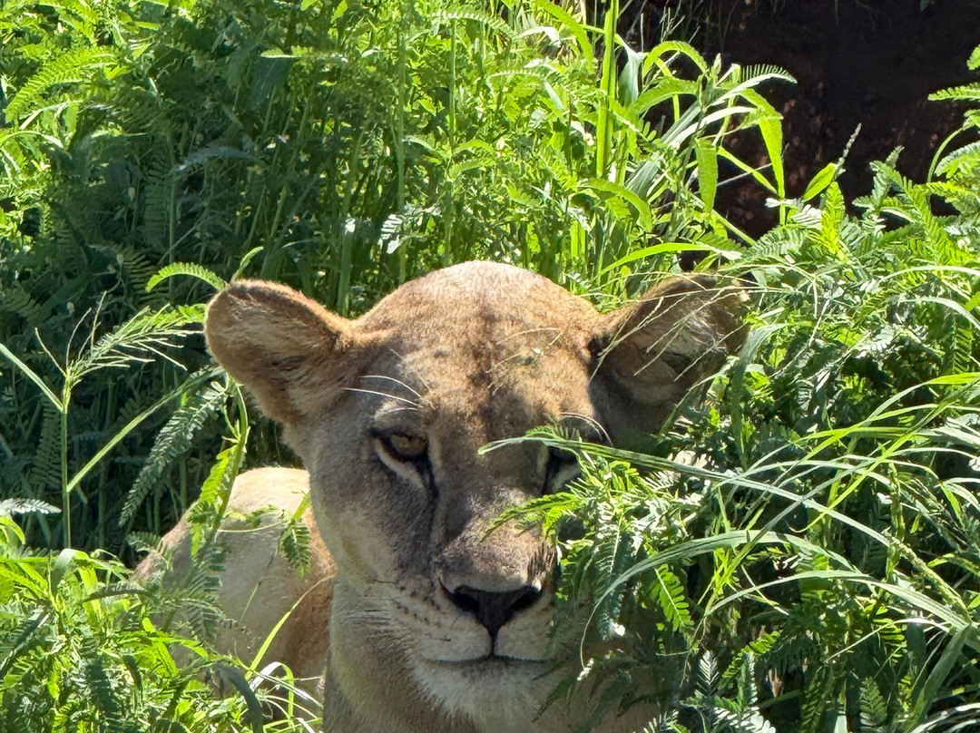 Vivi Il Kenya Con Sorriso-瓦塔木必去景点