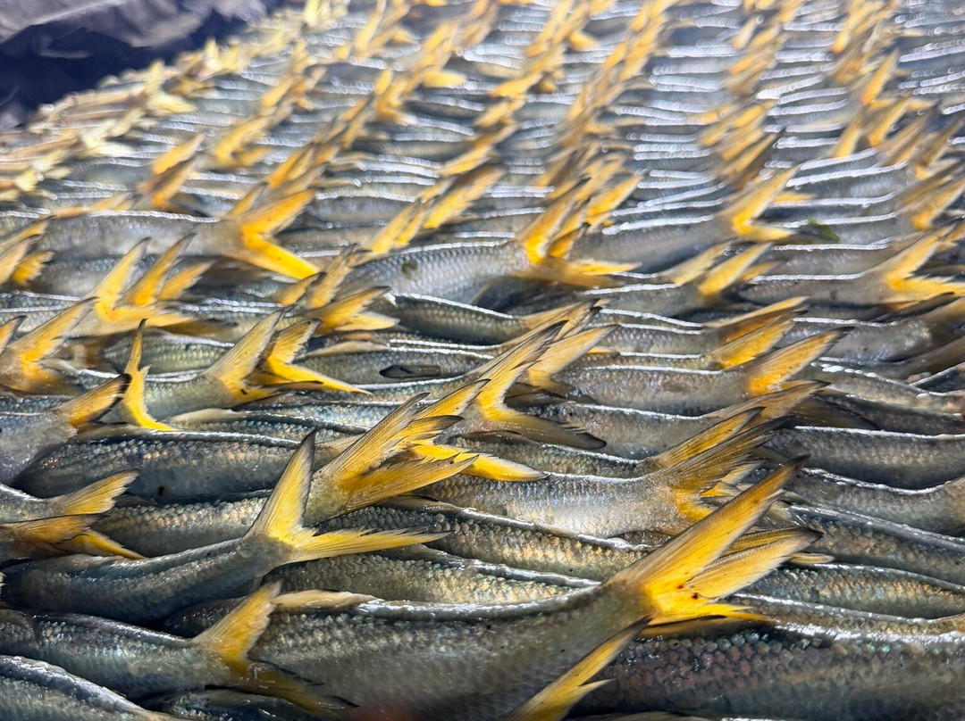 Tour Gambia-Brusubi必去景点