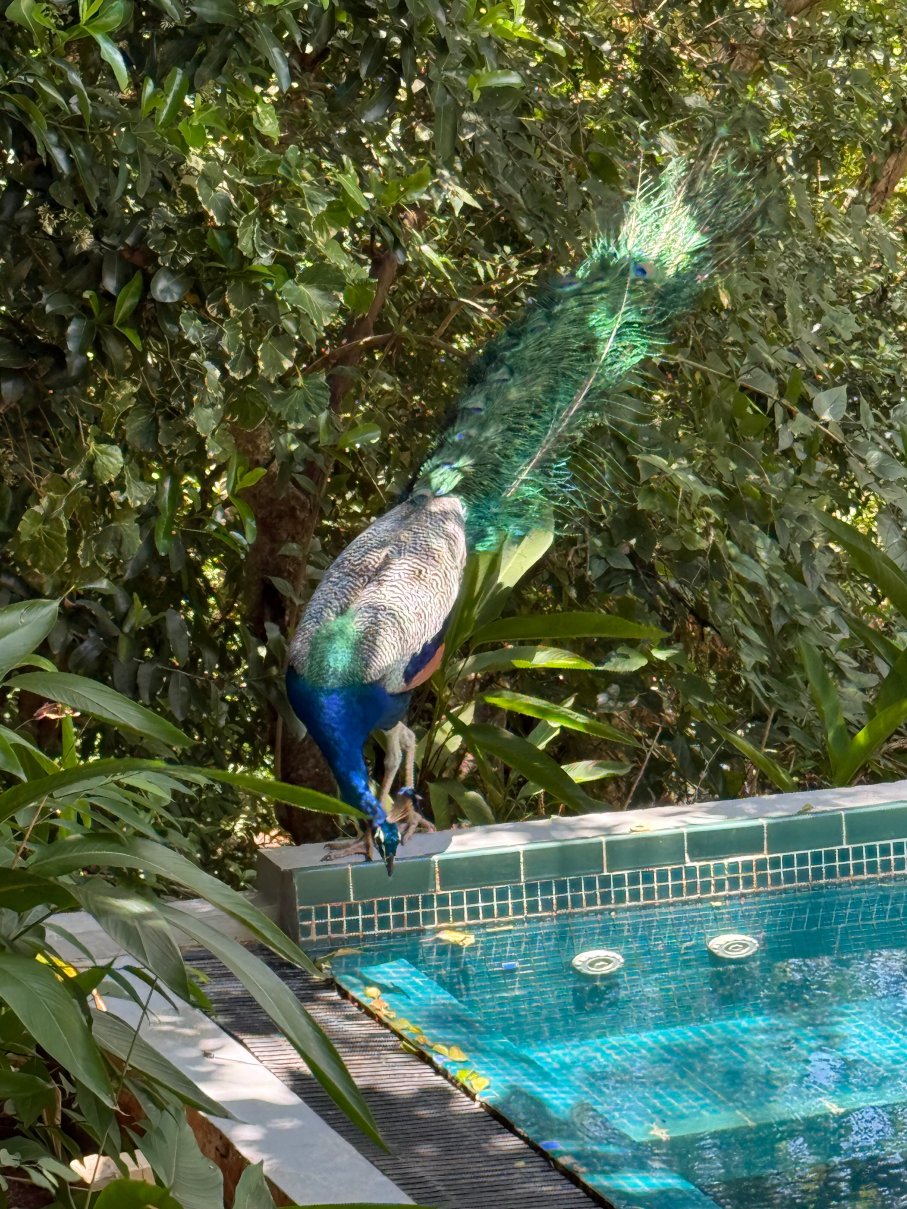 悠阁·王庭苑（阿努拉德普勒）-官方