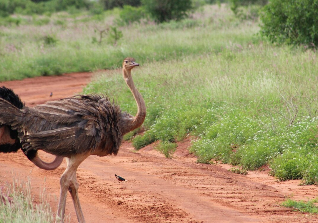 Dida Tours and Safaris-山祖必去景点
