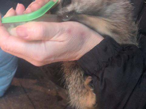 Bridlington Animal Park-布里德灵顿必去景点