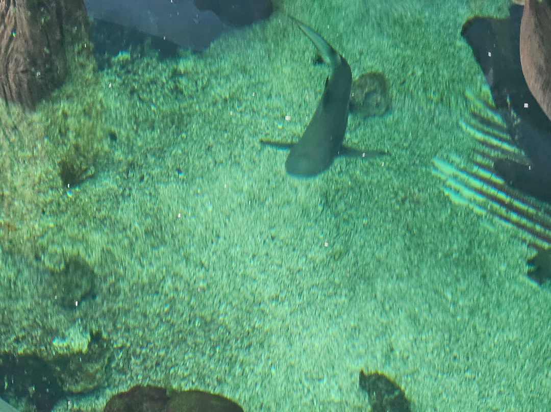 Oceanarium-伯恩茅斯必去景点