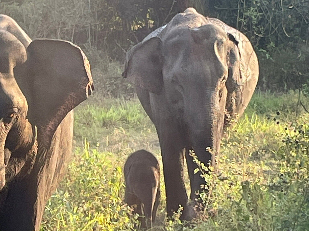 BH Lanka Tours-Kurunegala必去景点