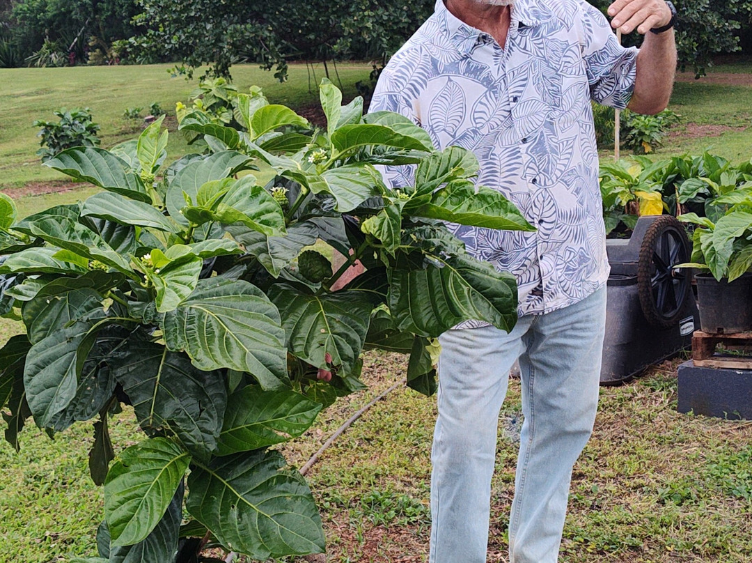 Hawaiian Organic Noni-基拉韦厄必去景点