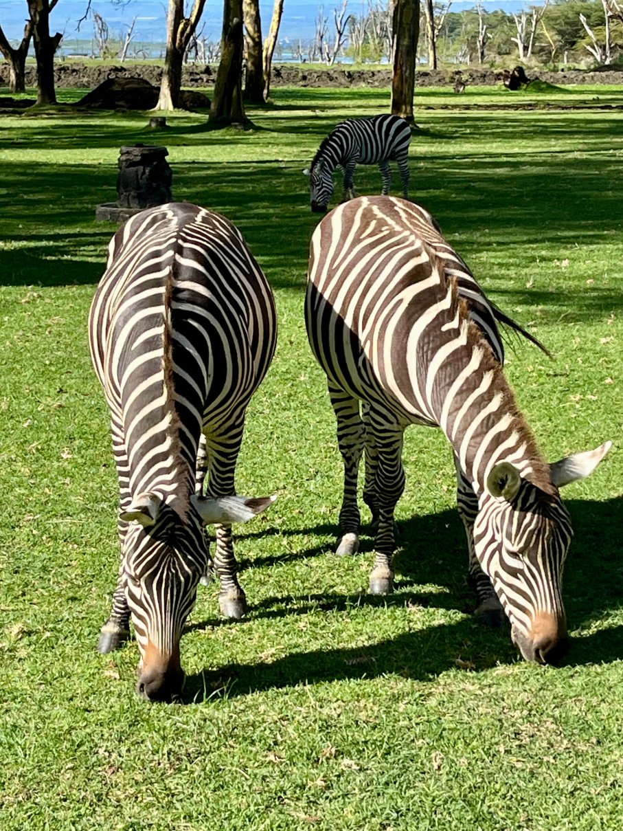 奈瓦沙索帕湖狮子木屋旅馆-官方