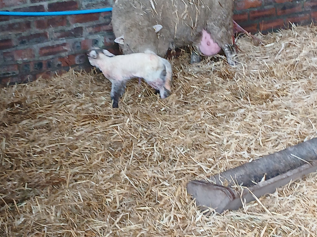 Craigbank Farm