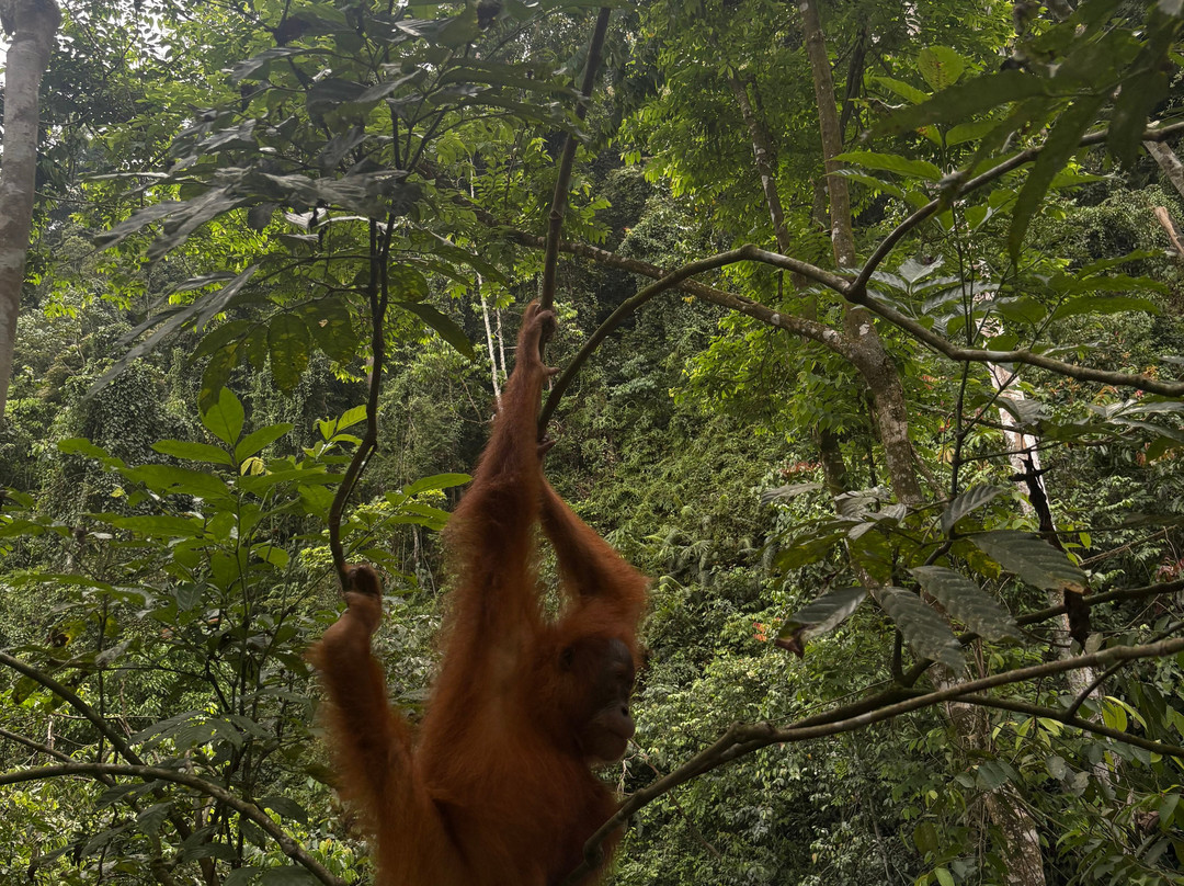 Bukit Lawang Jungle Trekking-武吉拉旺必去景点