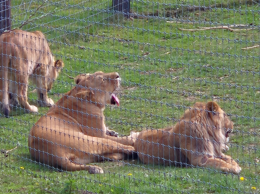Yorkshire Wildlife Park-Auckley必去景点