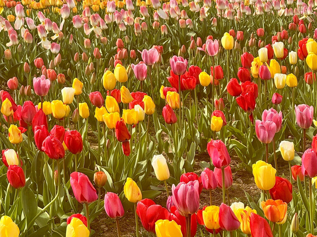 Tulleys Tulip Garden - Warwickshire-沃里克必去景点