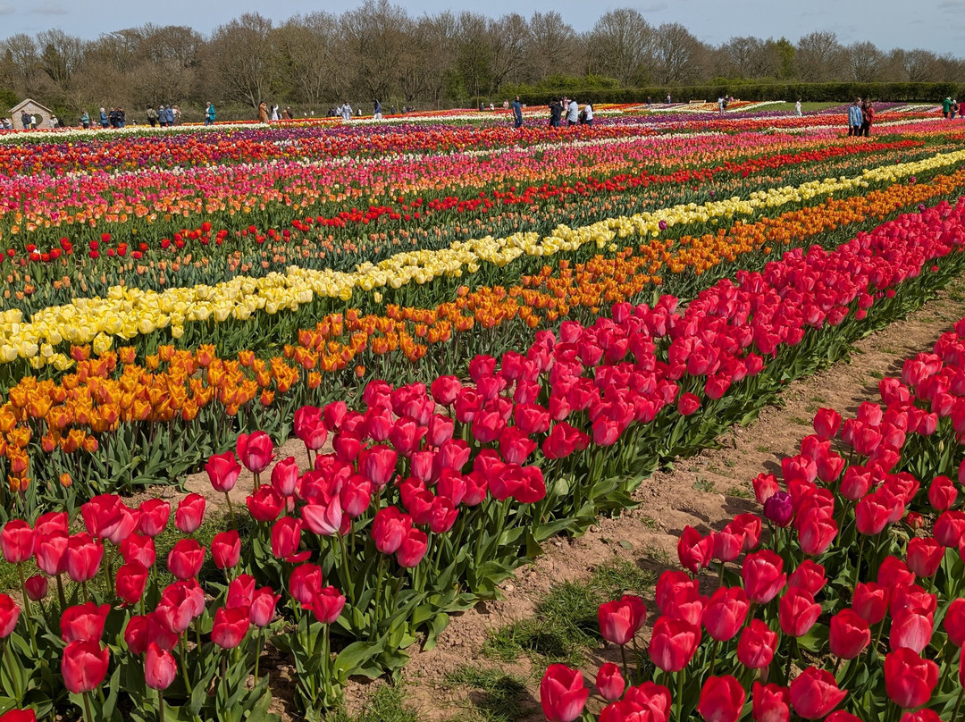 Tulleys Tulip Garden - Warwickshire-沃里克必去景点