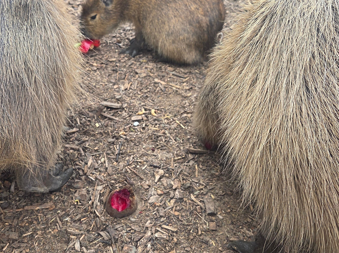 Wingham Wildlife Park-Wingham必去景点