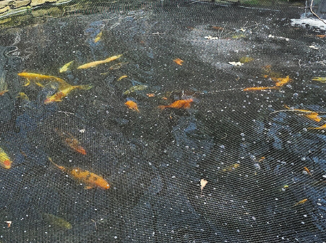 Hemphill's Garden & Aquatic Center-Fallston必去景点