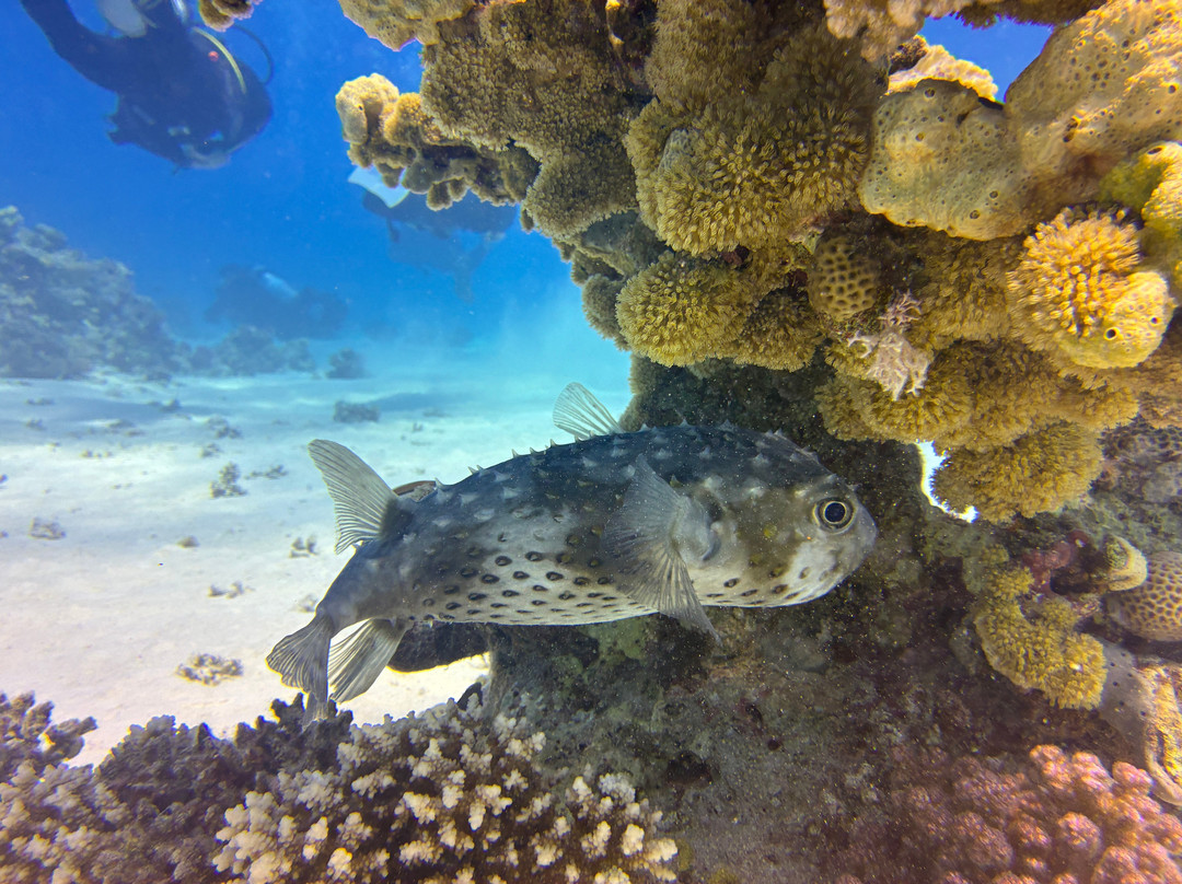 Egypt International-赫尔格达必去景点