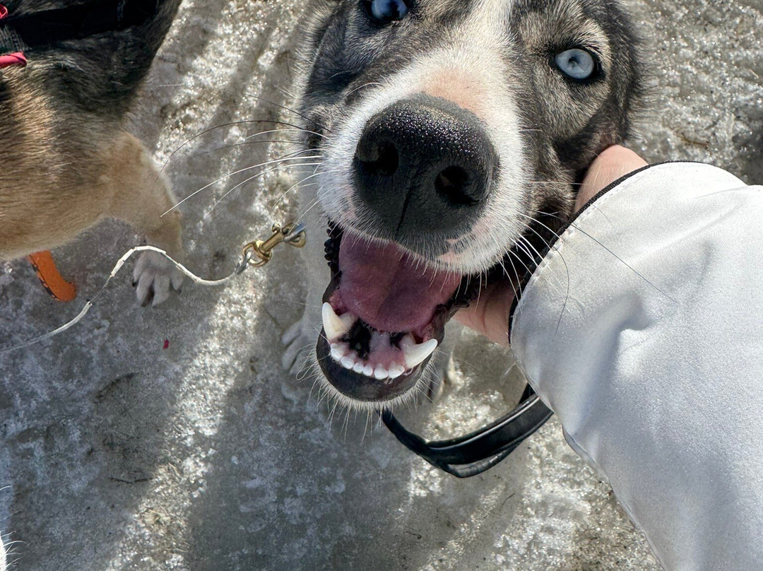 Husky Tours By Snowhotel Kirkenes-希尔克内斯必去景点