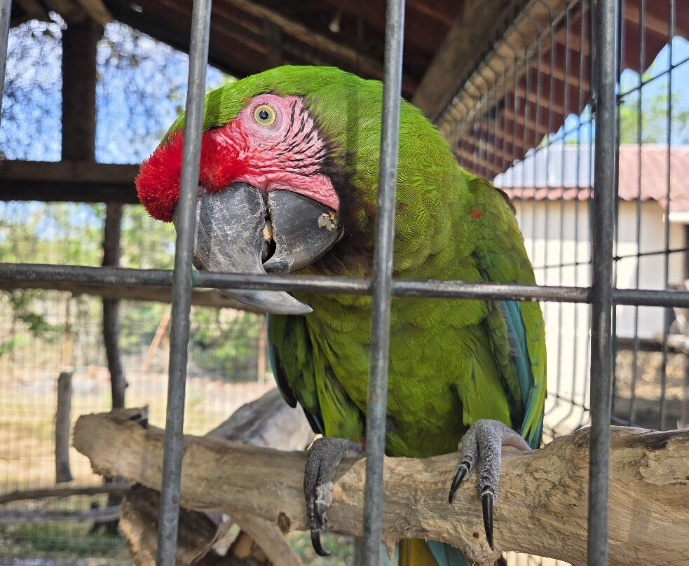 Santuario de Cocodrilos El Cora-Bucerias必去景点