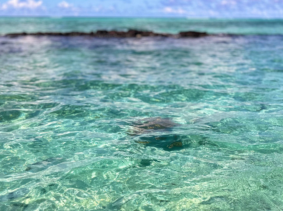 Manoa Tours, Watersports Day Tours-Si'umu必去景点