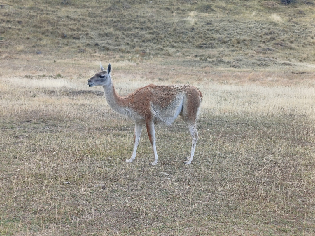 Parque Patagonia-Cochrane必去景点