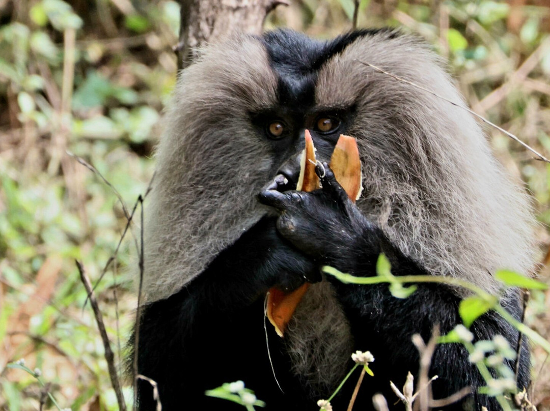 Kalypso Adventures-Fort Kochi必去景点