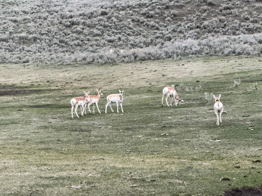 Yellowstone Wolf Tracker-加德纳必去景点