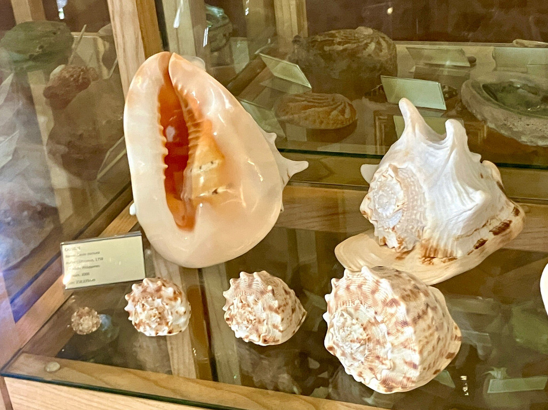 Glossus Humanus, Shell Museum Cavtat-察夫塔特必去景点