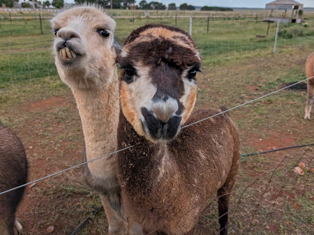 Quentin Park Alpacas and Studio Gallery-Peterborough必去景点