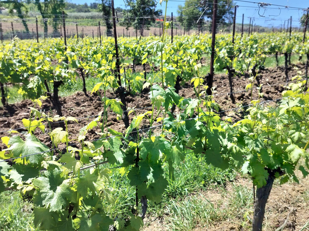 Di Filippo Winery-Cannara必去景点
