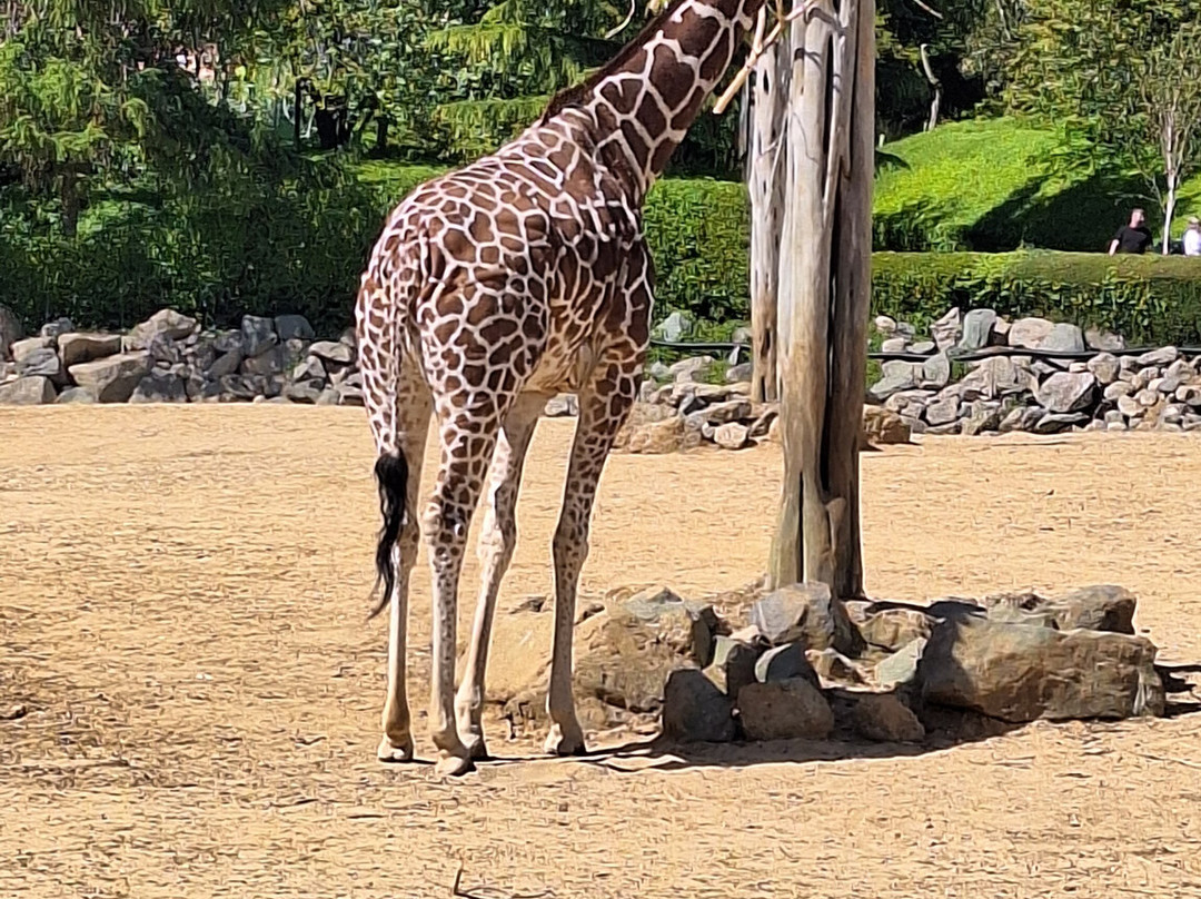 Colchester Zoo-科尔切斯特必去景点