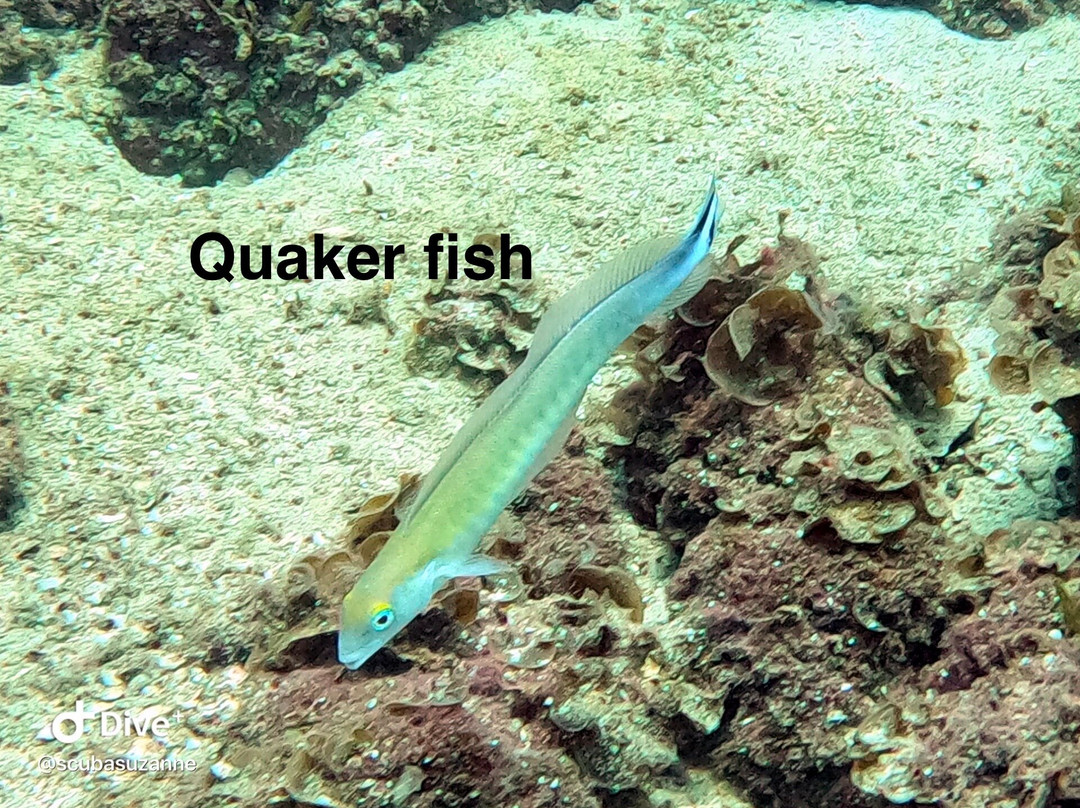 SCUBA Diving at Summer Salt Dive Center-Playas del Coco必去景点
