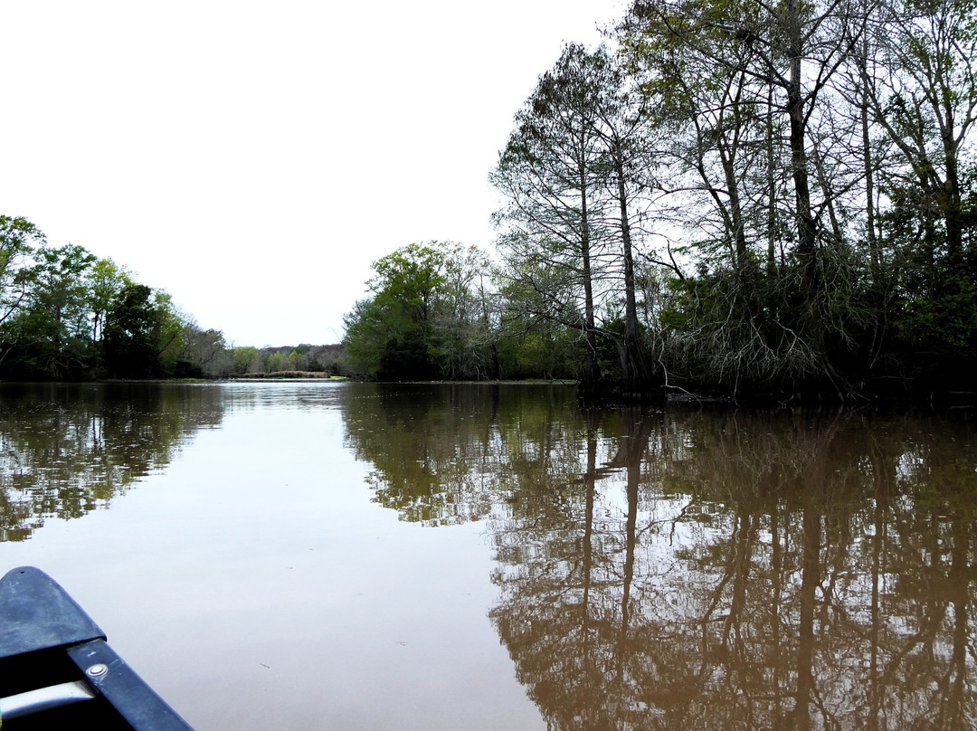 Lake Fausse Pointe State Park-Saint Martinville必去景点