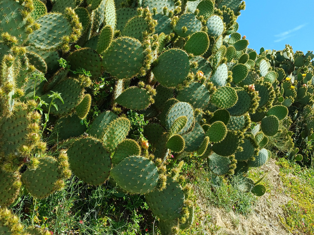 Boutique B&B Cortijo Valverde Álora主图