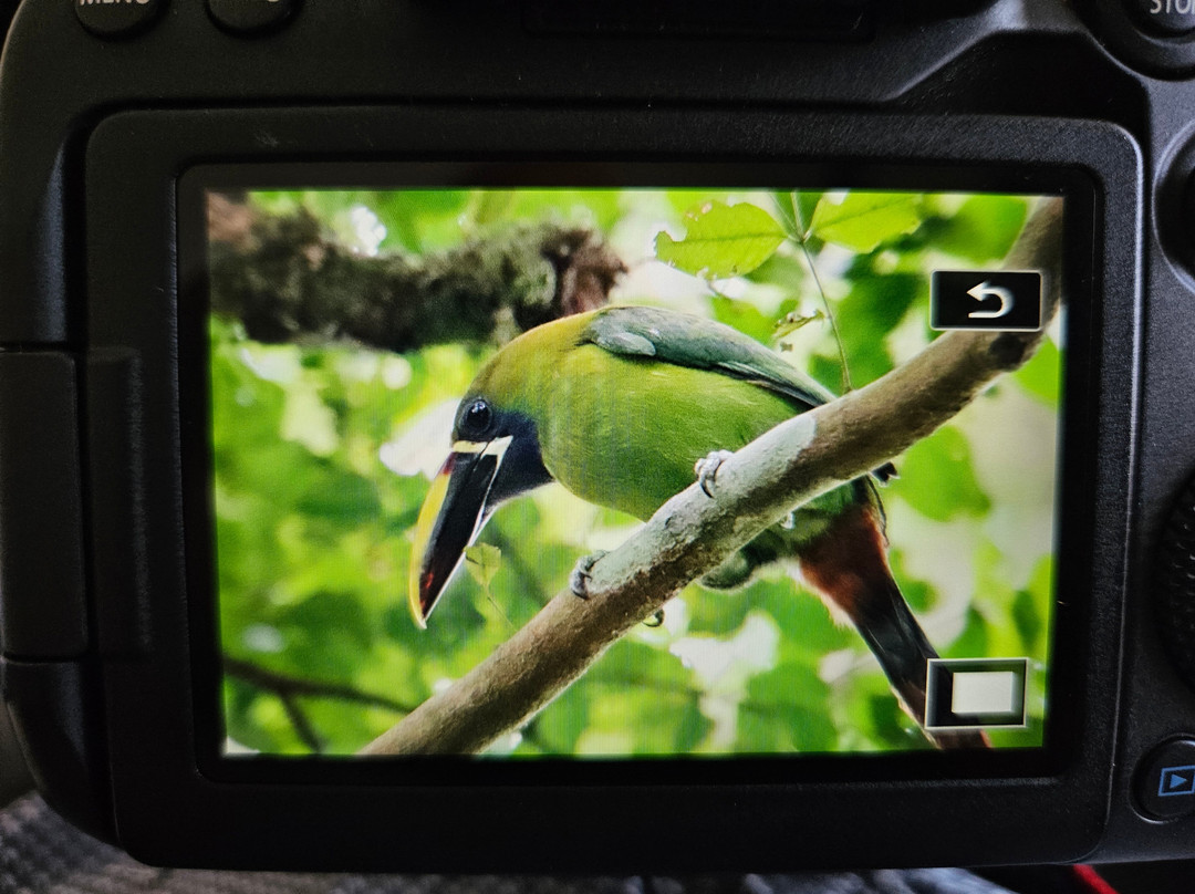 Woodpecker Educational Tours-Canas必去景点