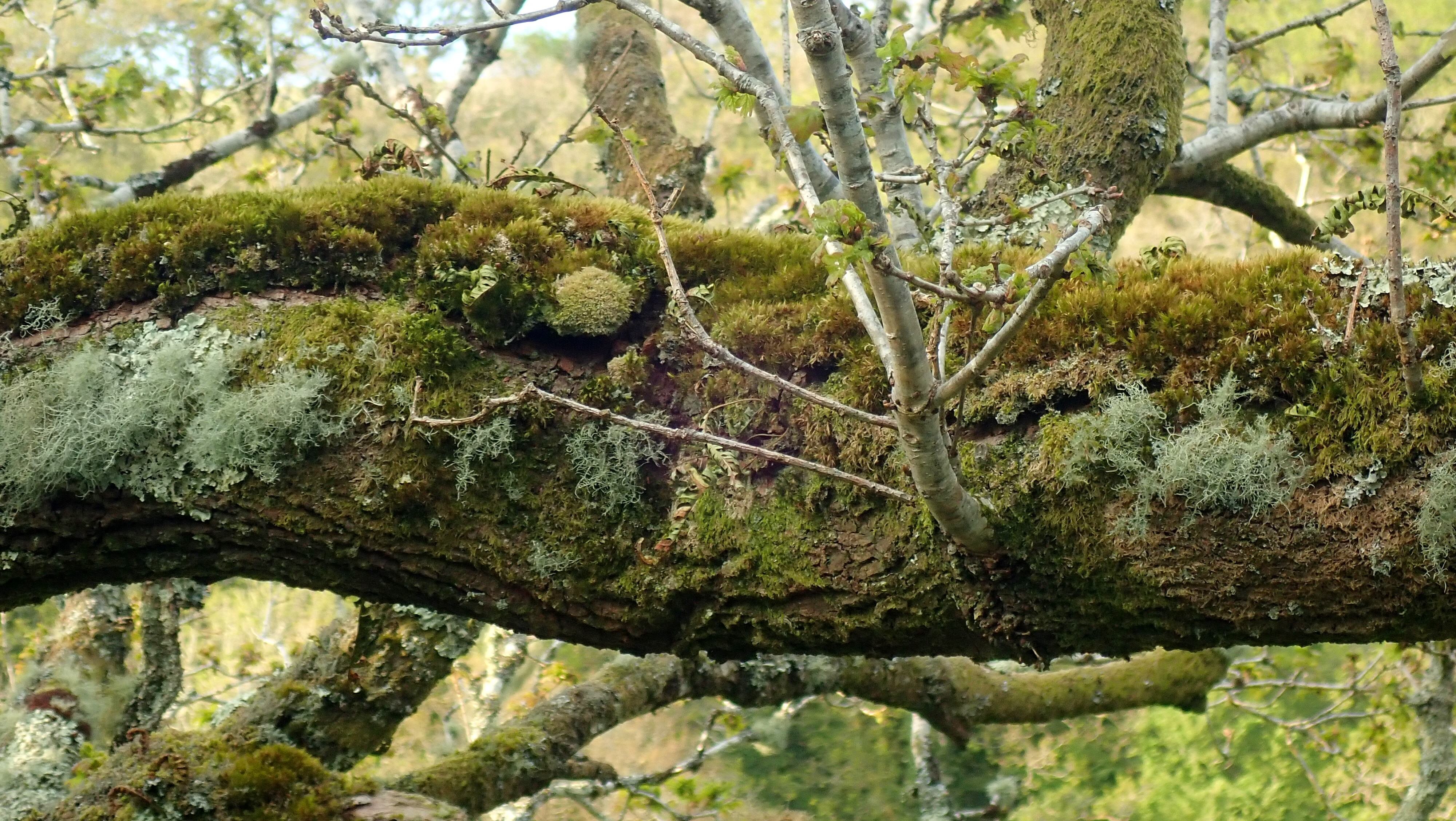 The Old Deer House-旅行者
