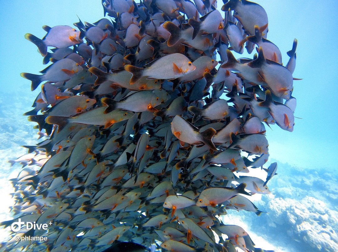 Raie Manta Club Rangiroa-阿瓦托鲁必去景点