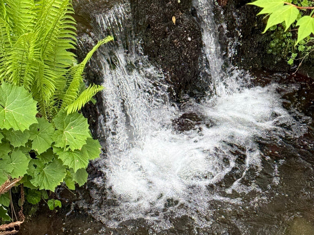 Dawyck Botanic Garden and Cafe-皮布尔斯必去景点