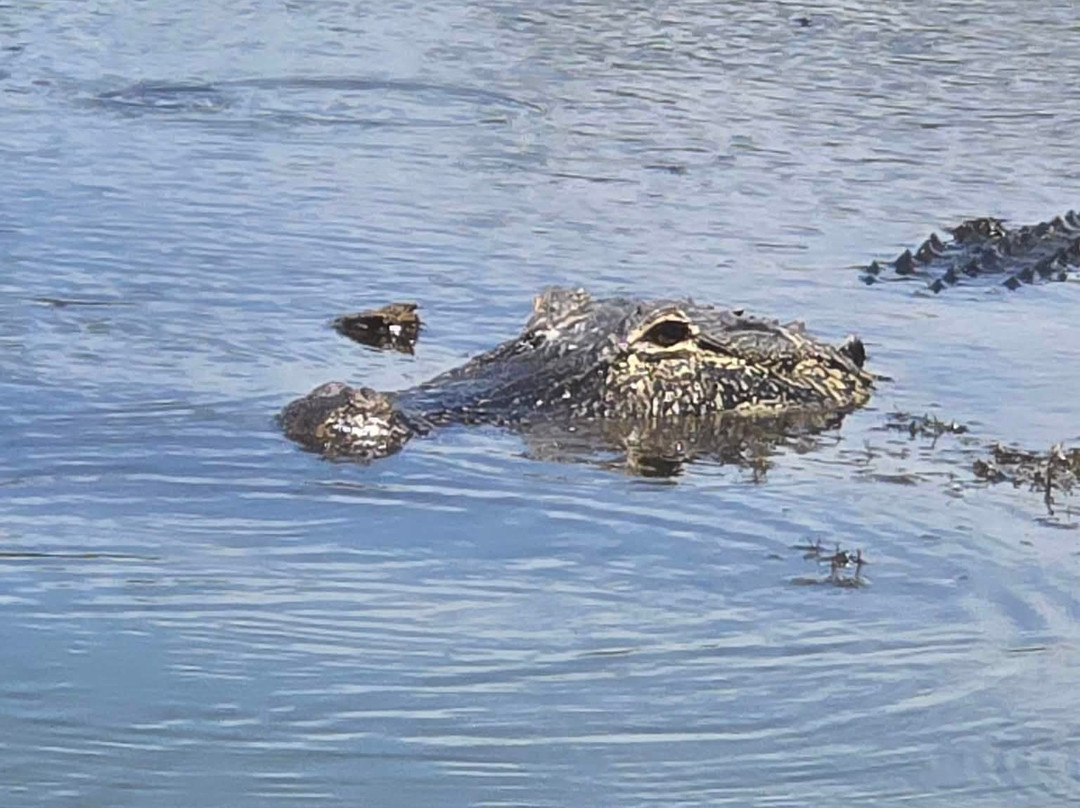 Tom and Jerry's Airboat Tours-Lake Panasoffkee必去景点