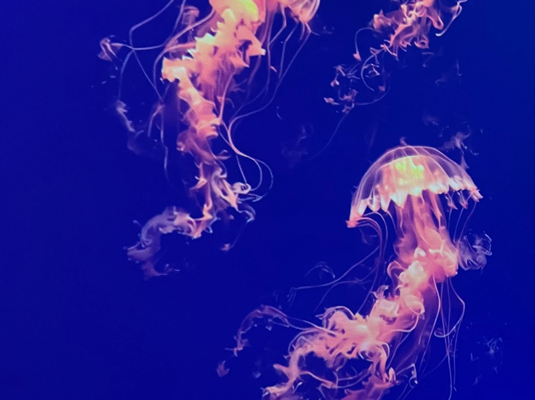 Jellyfish Museum-庞帕诺比奇必去景点