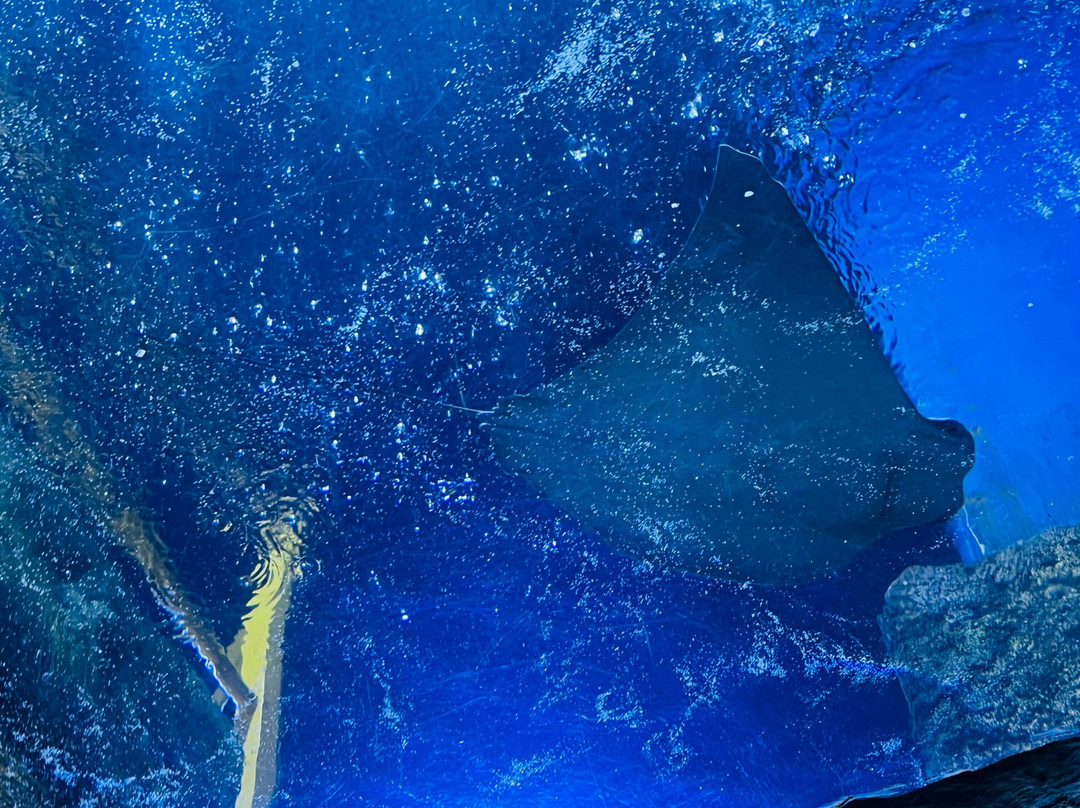 The National Aquarium Abu Dhabi-阿布扎比必去景点
