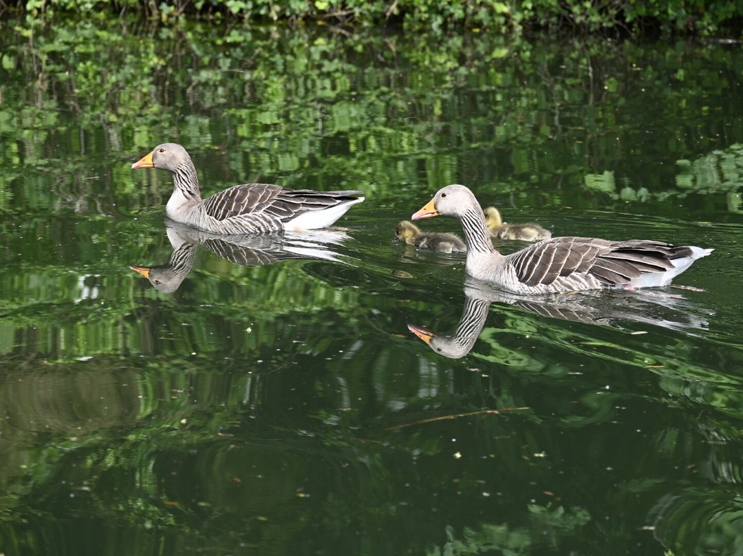 Boating at Cliveden-塔普洛必去景点