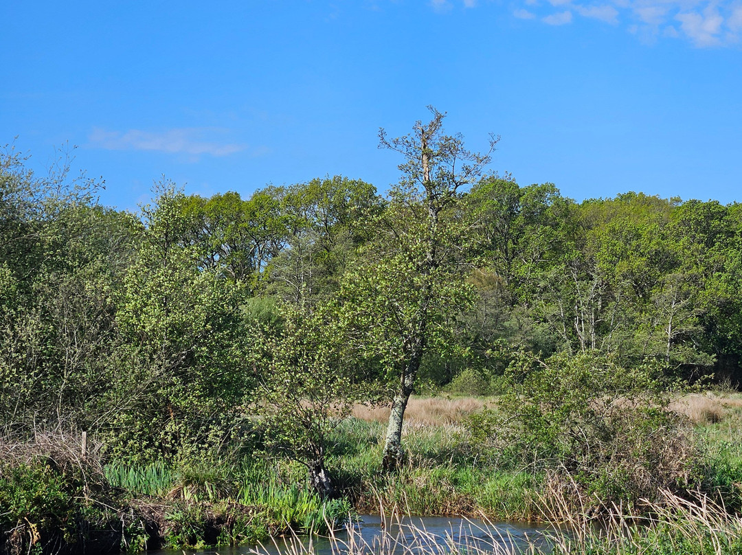 Birds Of Poole Harbour Events-普尔必去景点