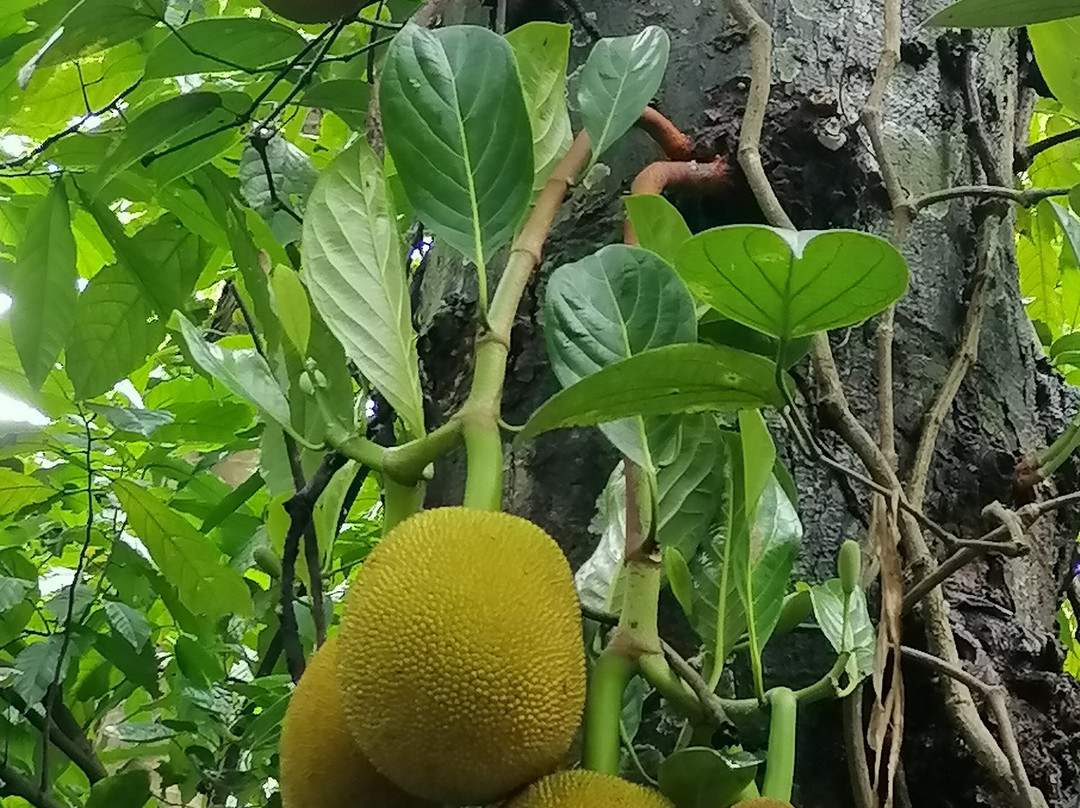 Luckgrove Spice Garden