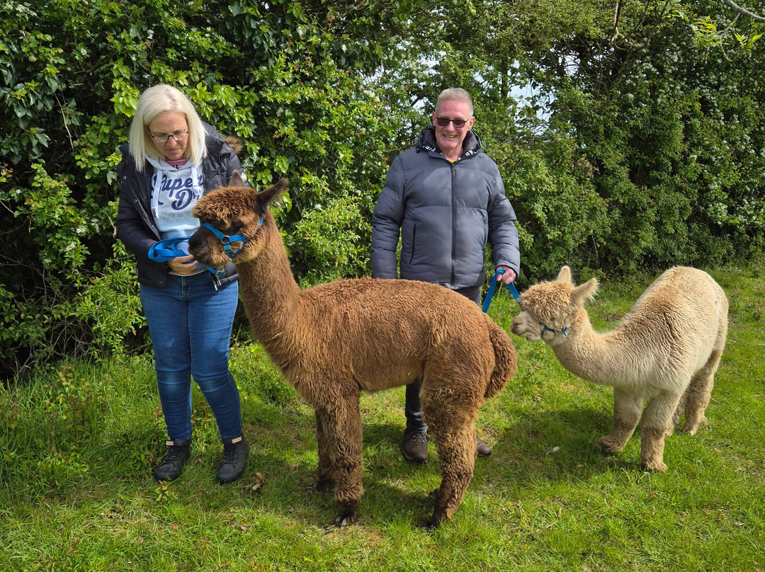 Big Sky Alpacas-Alford必去景点