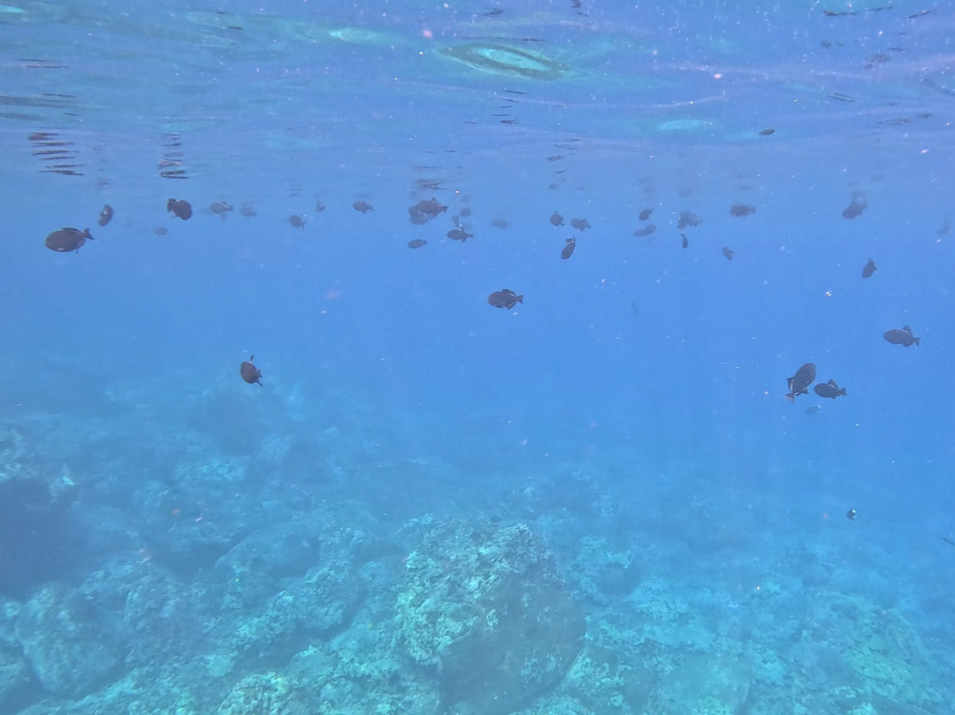 Kona Ocean Experience-凯鲁瓦-柯纳必去景点