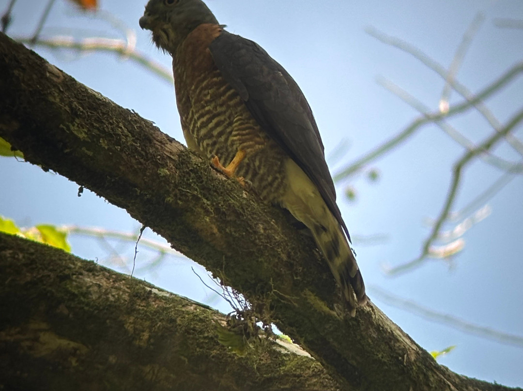 SimbiOsa Wild Costa Rica-哥斯达黎加安东尼奥国家公园必去景点