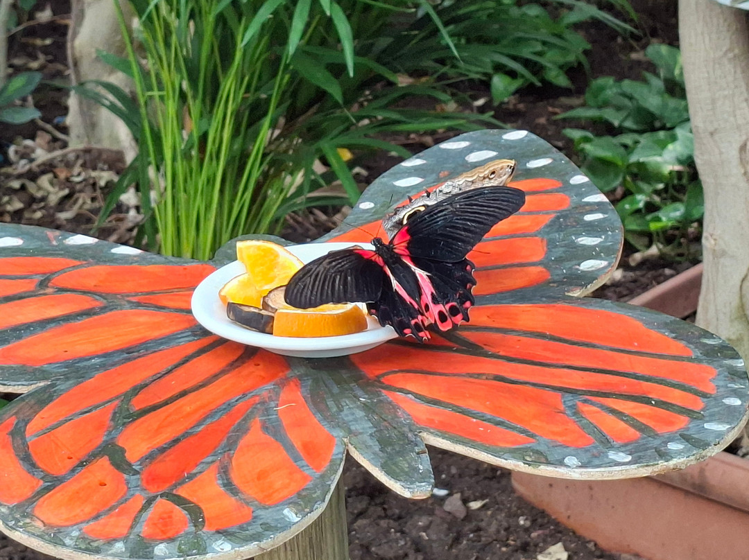 Butterfly House Sardegna-Olmedo必去景点