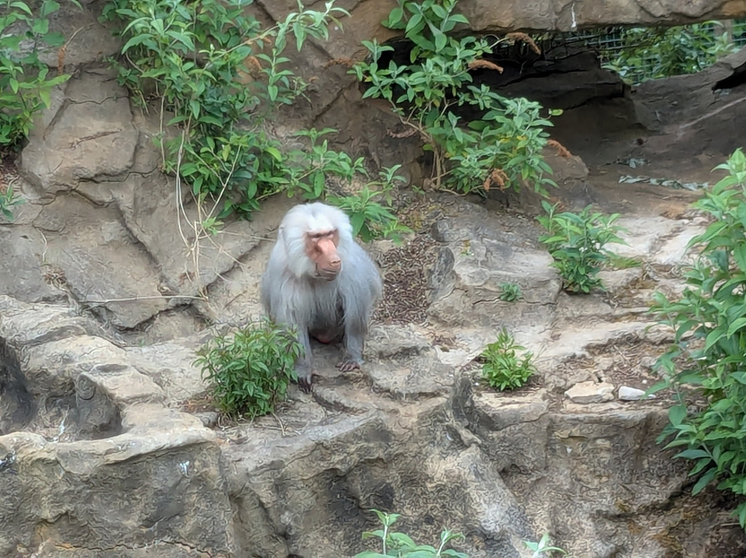 Combe Martin Wildlife And Dinosaur Park-伊尔弗勒科姆必去景点