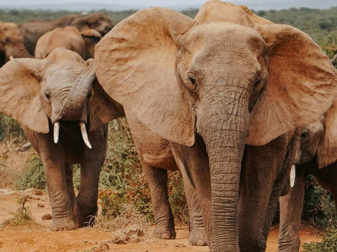 Tanganyika Wildlife Park-Goddard必去景点
