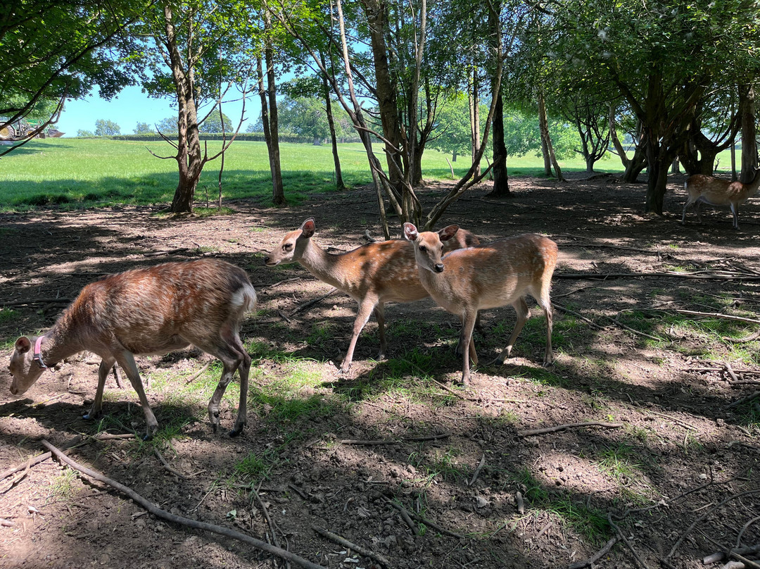 Bucklebury Farm Park-Bucklebury必去景点